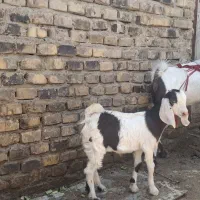 بز با کره ماده