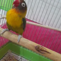 کوتوله‌ یغه‌زردماده