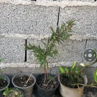 درختچه|گل و گیاه طبیعی|رشت, معلم|دیوار