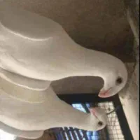 کبوتر جوجه هومر کله اسبی