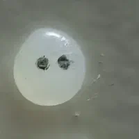 شپشک تزئینی