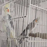 عروس هلندی مهریز
