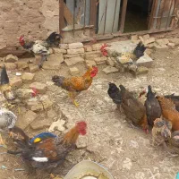 خروس و مرغ محلی