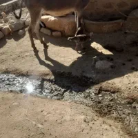 الاغ ماده ۳ساله تو گله ای بشرط آرام آرام