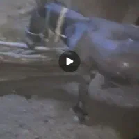 خرماده فروشی