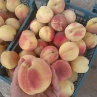 حراج هلو درجه یک خوشمزه و پر آب