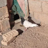 شوش|پرنده|شوش, |دیوار