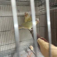 طوطی گرینچیک راهب مونچیک ردچیک