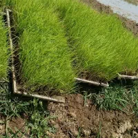 تیم هاشمی