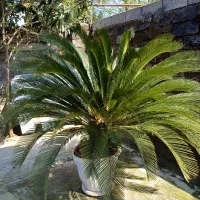 سیکاس