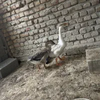 یک جفت غاز