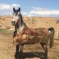 مادیان عرب مصری یک سر