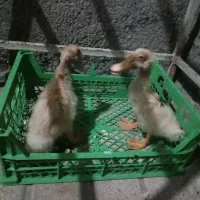 جوجه اردک