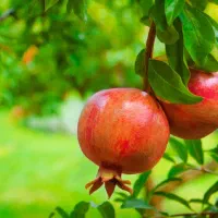 باغچه نقلی مثمر اقدره با آب شیرین