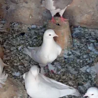 طوقی ماده
