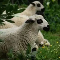 دامـ. نــژاد کردســتانـی بی نظیر زنده