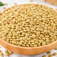 عدس درجه ۱ کوهین برداشت مرداد ۱۴۰۵