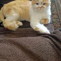گربه گمشده