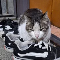 گربه مهربان