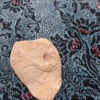 سنگ فسیل حلزون