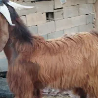 کهره چپش نر چاق تخت
