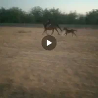 یورقه ، کره ۷ماهه نریون یورقه