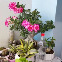 بن سای|گل و گیاه طبیعی|مرند, |دیوار