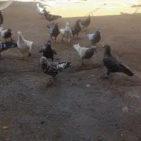 کفتر هرجوری خوب