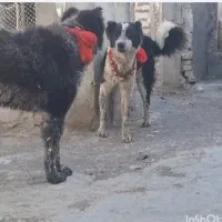 واگذاری سگ گله ایی