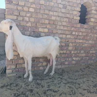 سلام بز گلابی اصلی است