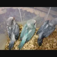 جوجه راهب سرلاکی ، عروس هلندی مولد