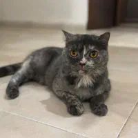 واگذاری گربه اسکاتیش بلو