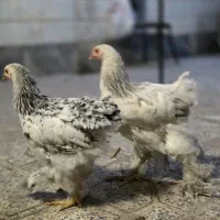 مرغ برهما اصلی