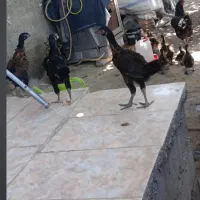سه عدد جوجه دورگ