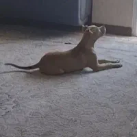سگ پیت بول