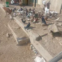 کبوتر پرشی