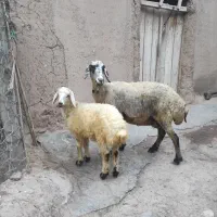 یک راس گوسفند شیشک همراه با بره