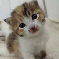 واگذاری گربه دوماهه
