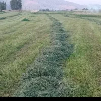 فروش یونجه کلی و جزئی