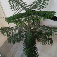 گل کاج مطبق