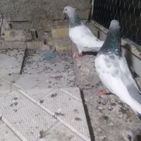 کبوتر سینه