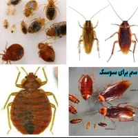 سمپاشی دریک مرحله100٪تضمینی سوسک ساس کنه و..سمپاش