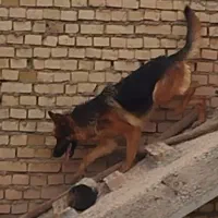 سگ پلیسی توله بزرگ کن و نگهبان