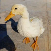 اردک
