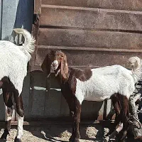 بز . بزغاله. میش بره