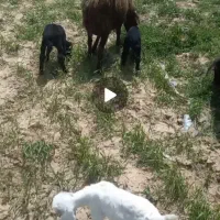 علف زنی باغ بادستگاه وکارگرخیلی مناسب