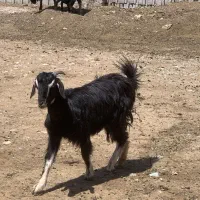 دو عدد بز