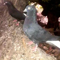 پرنده