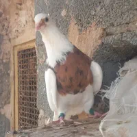 طوقی زرد خال مشکی