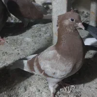 کبوتر یا کفتر